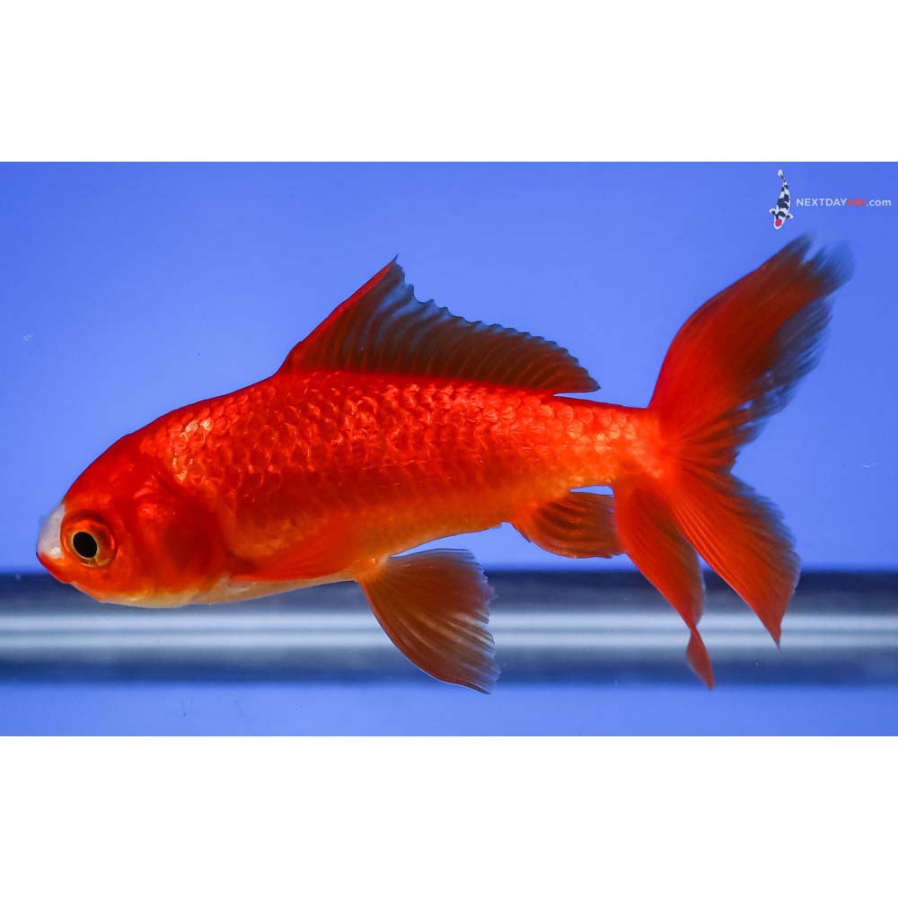 4.5” Imported Red and White Wakin