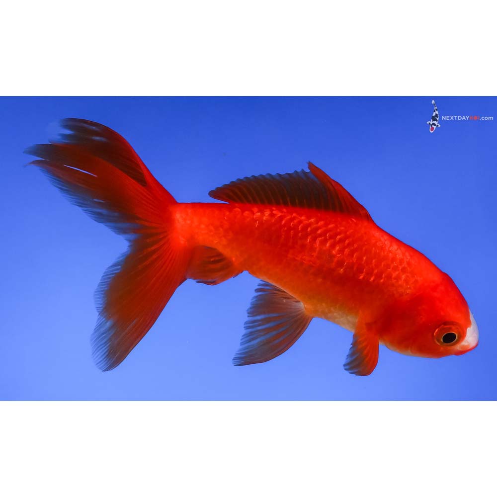 4.5” Imported Red and White Wakin