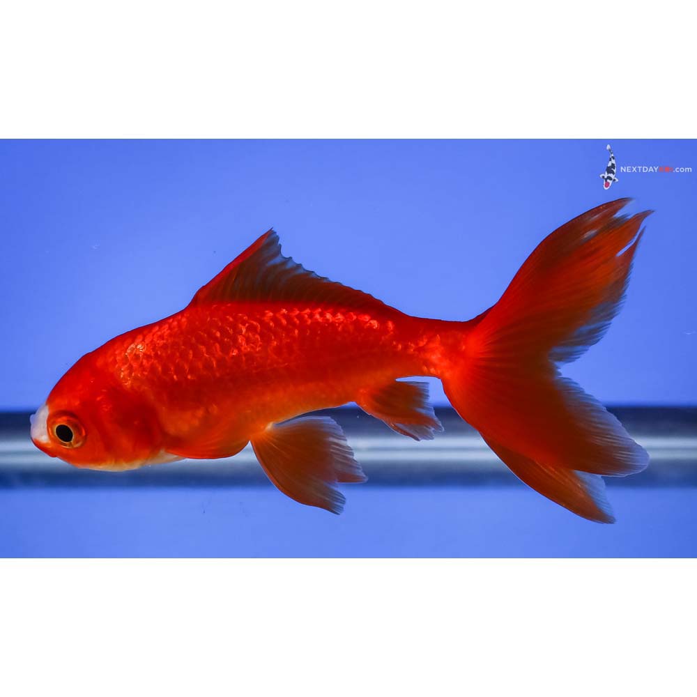 4.5” Imported Red and White Wakin