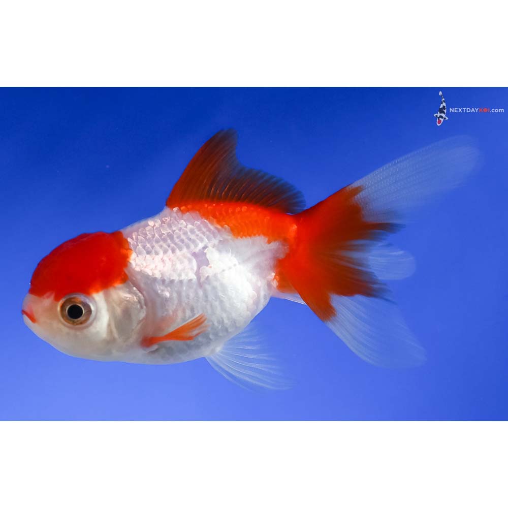 4” Imported Red and White Oranda