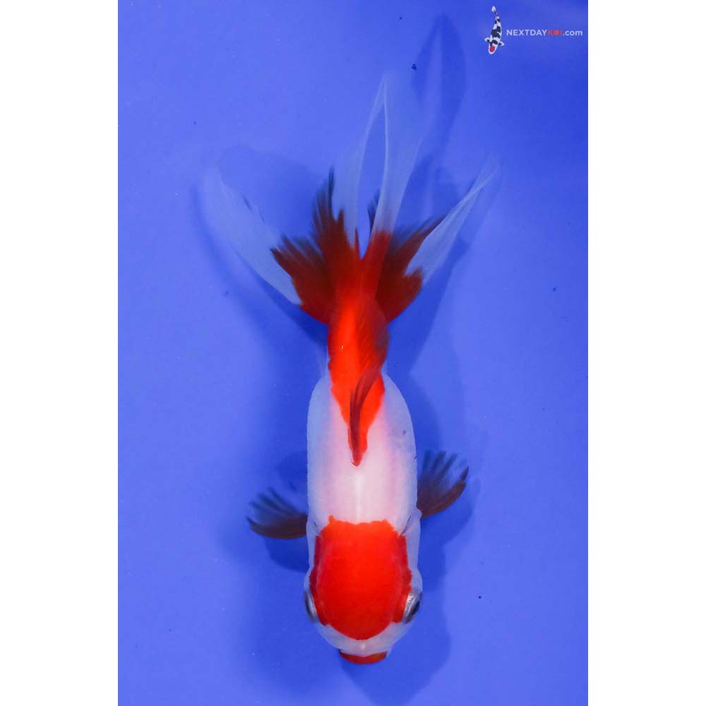 4” Imported Red and White Oranda