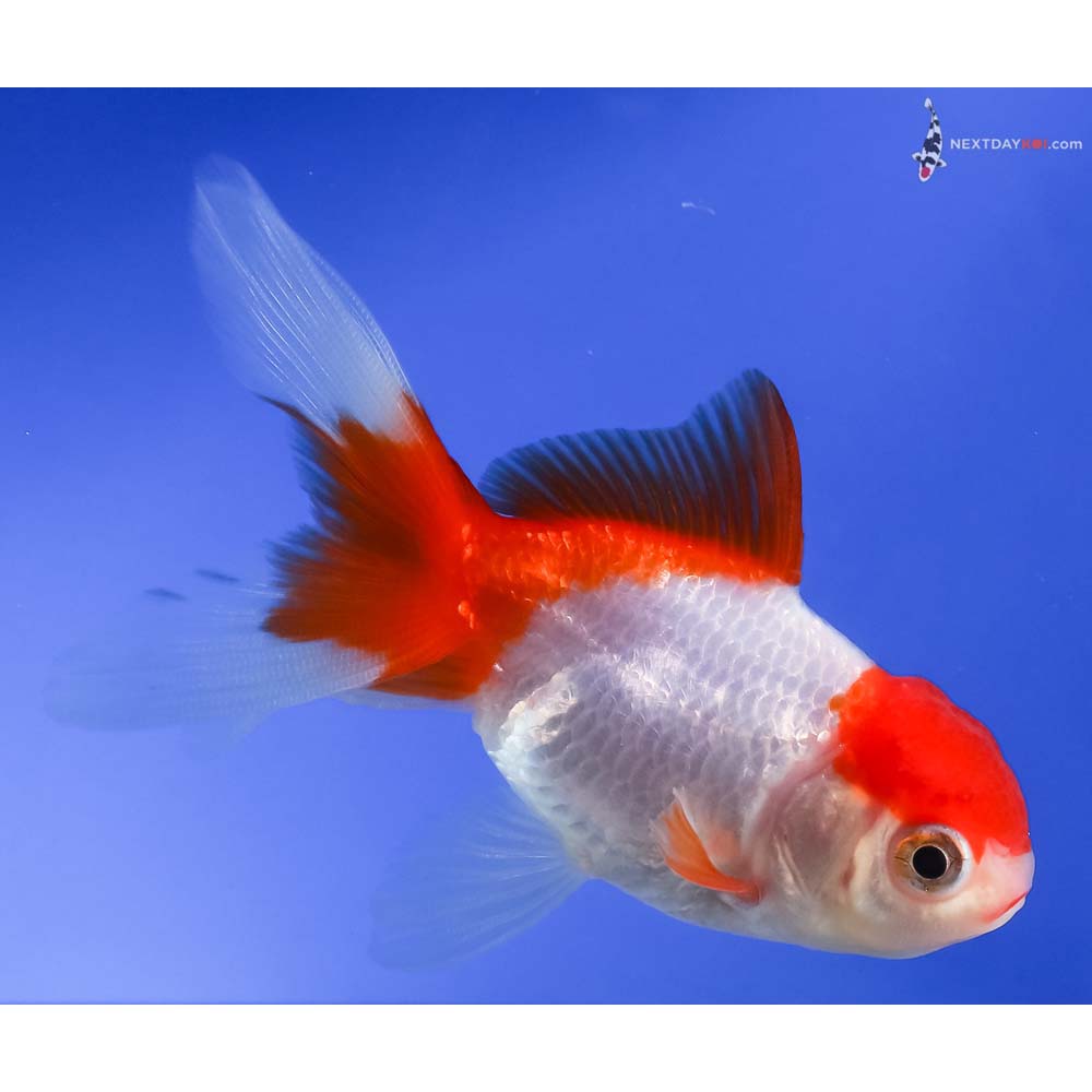 4” Imported Red and White Oranda