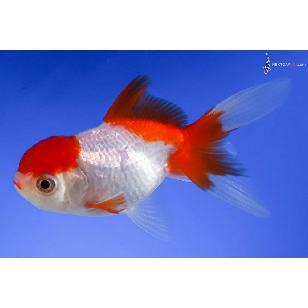 4” Imported Red and White Oranda