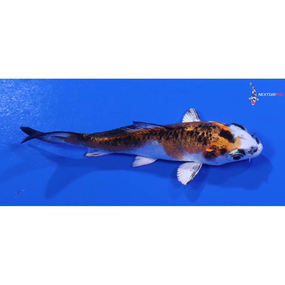3” Imported Yamato Nishiki