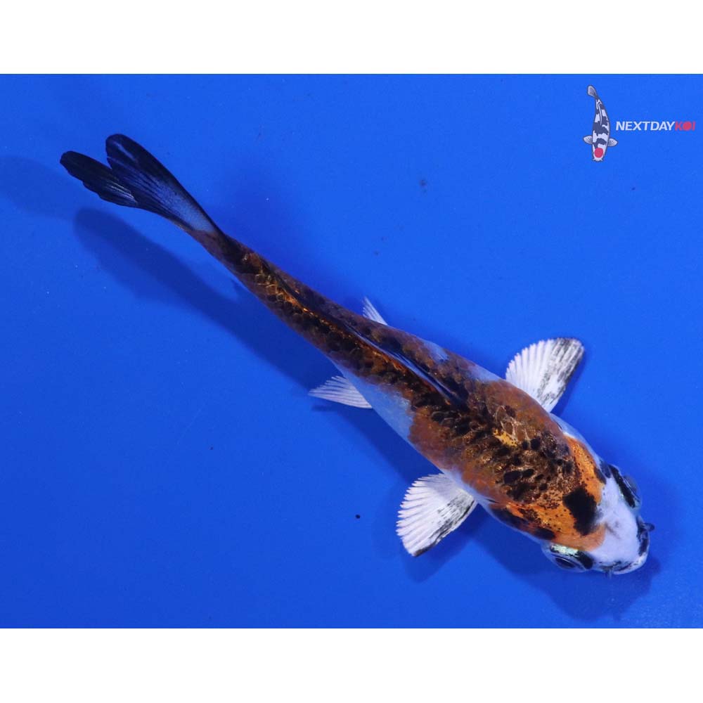 3” Imported Yamato Nishiki