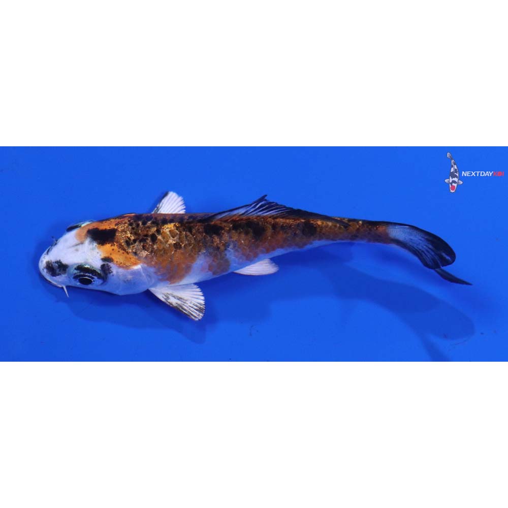 3” Imported Yamato Nishiki