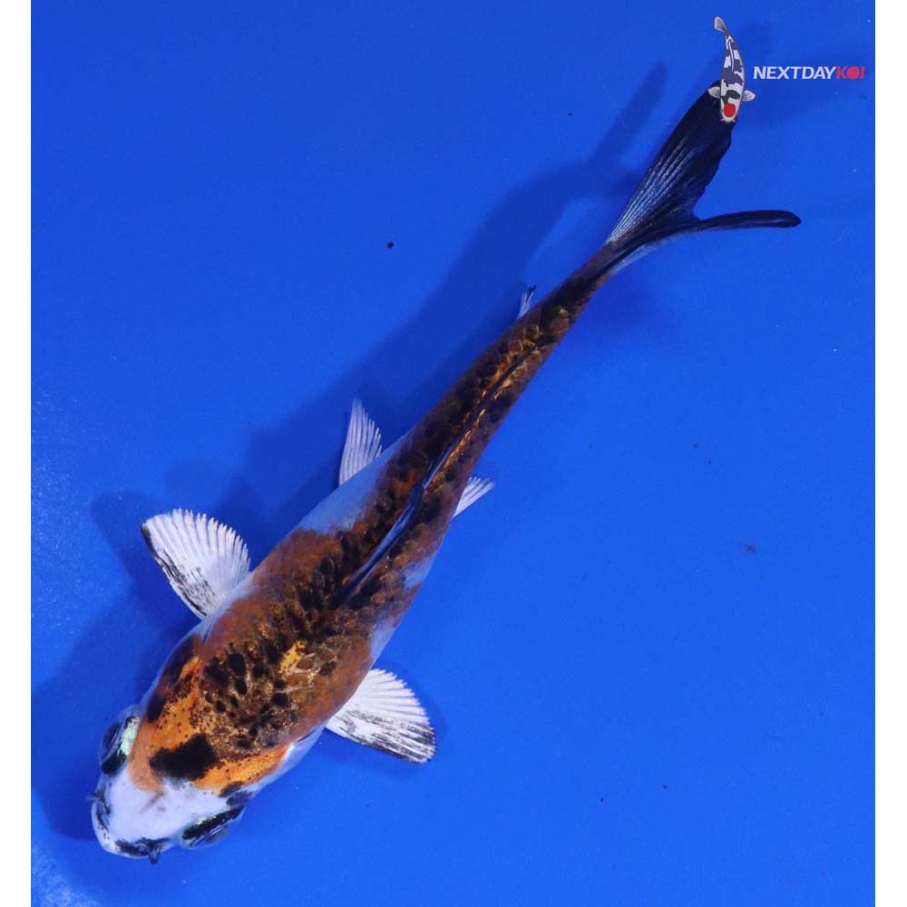 3” Imported Yamato Nishiki
