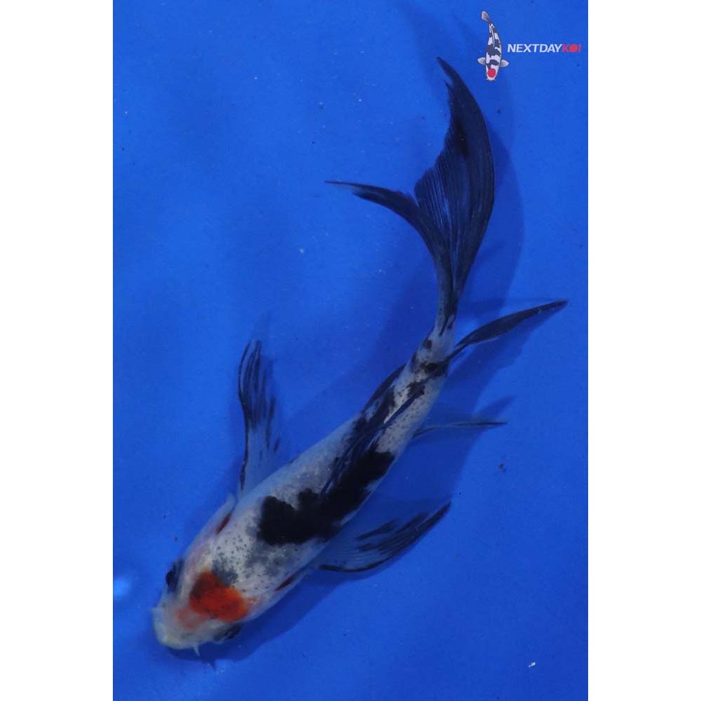 3.5” Imported Sanke Butterfly Koi