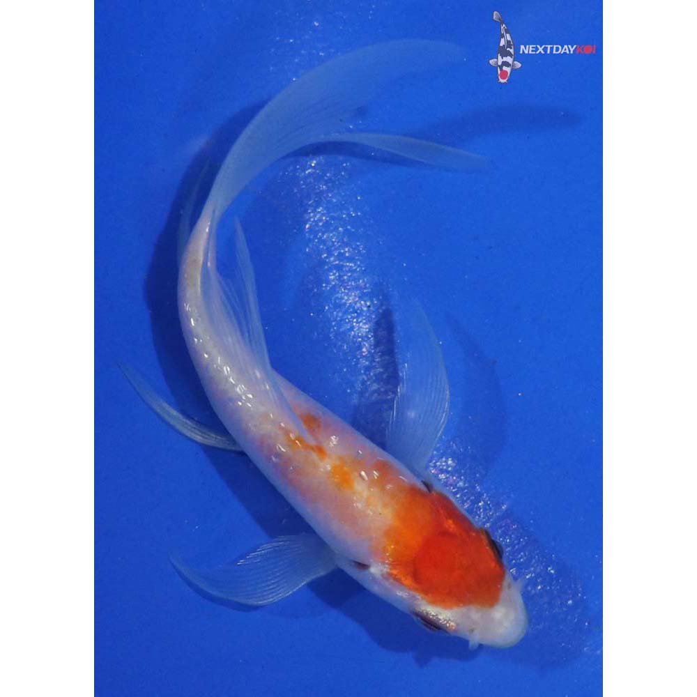 3.5” Imported Gin Rin Kohaku Butterfly Koi