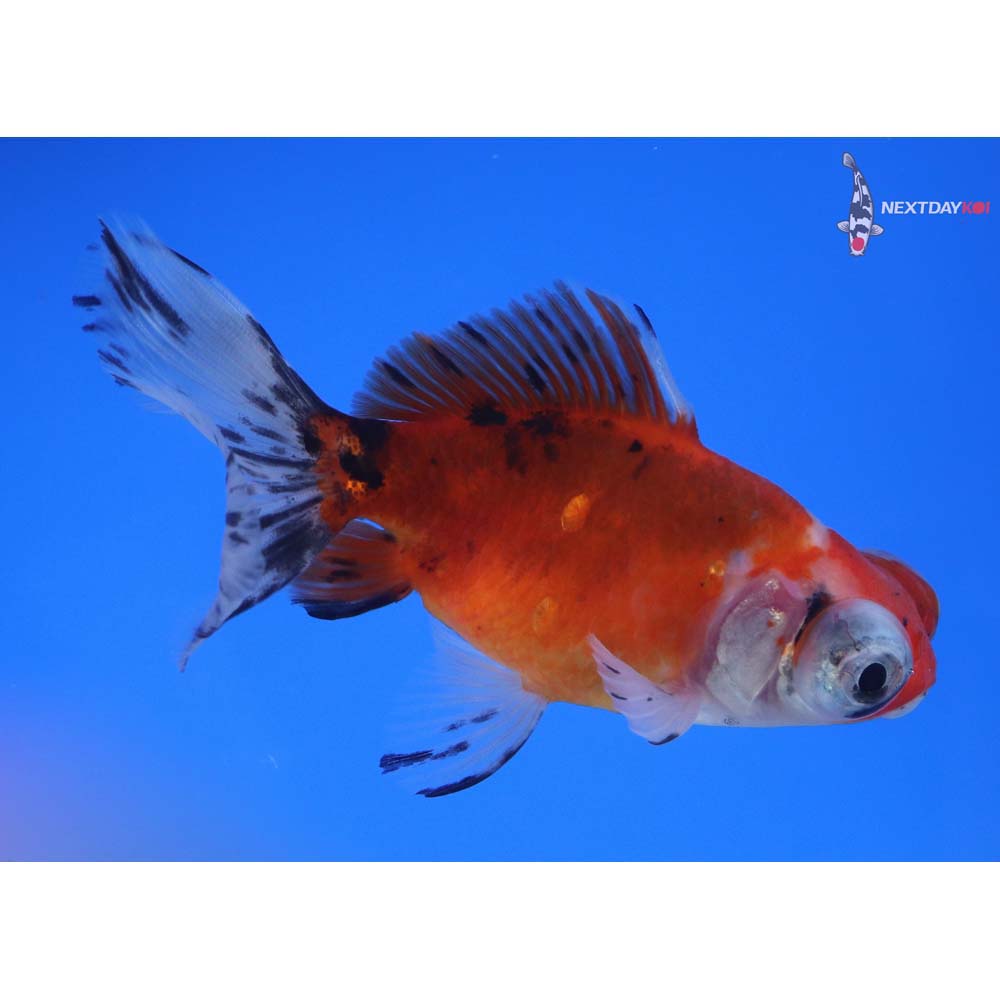 3.5” Imported Calico Telescope Fantail