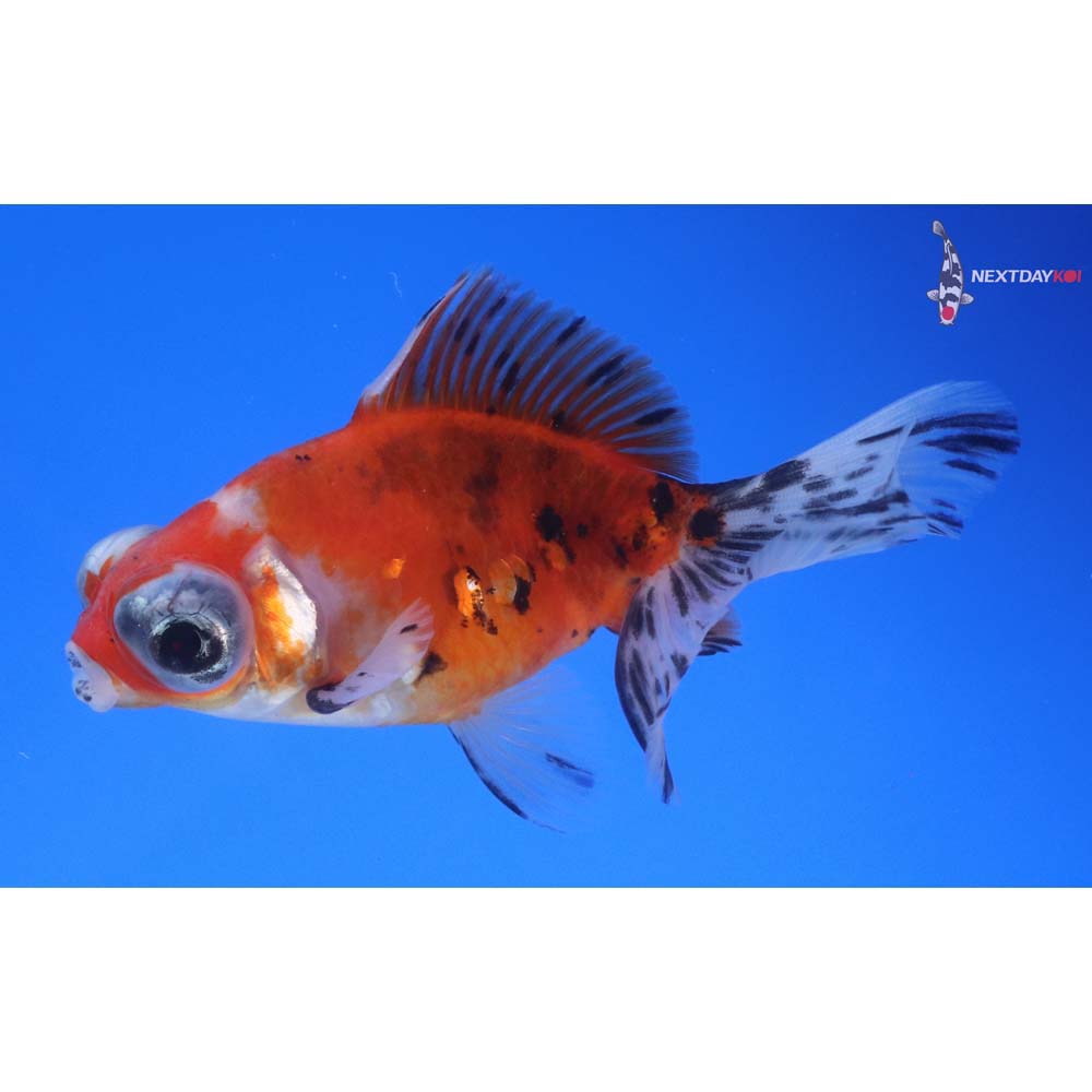 3.5” Imported Calico Telescope Fantail