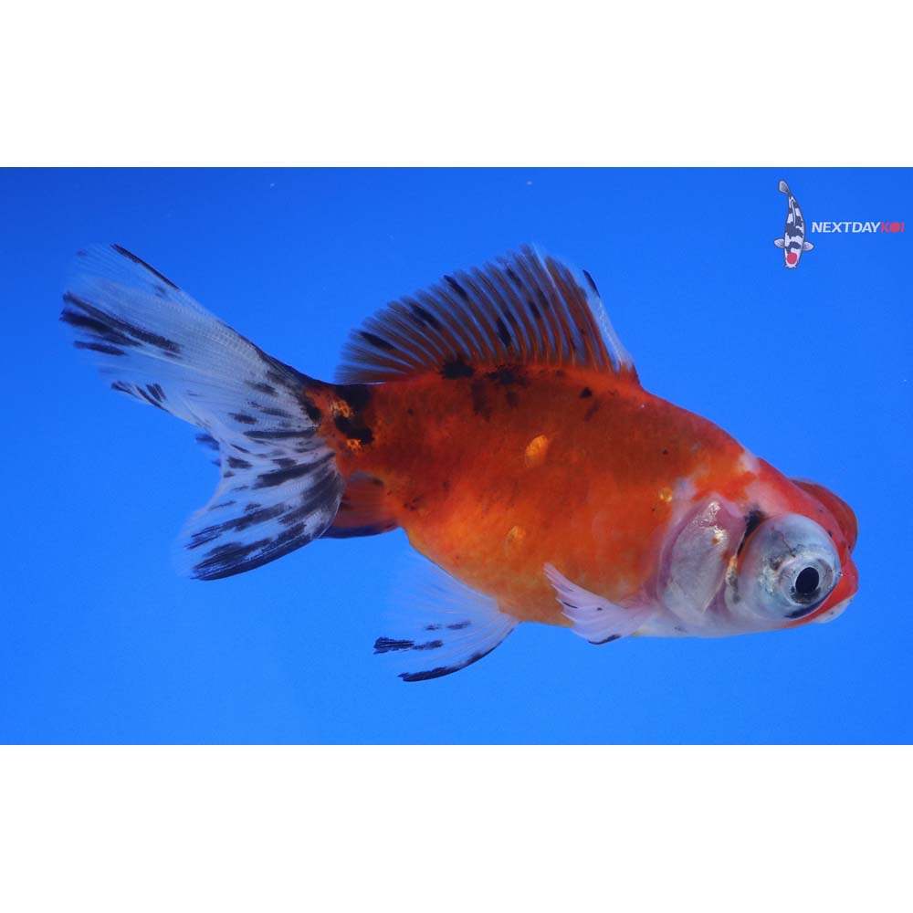 3.5” Imported Calico Telescope Fantail