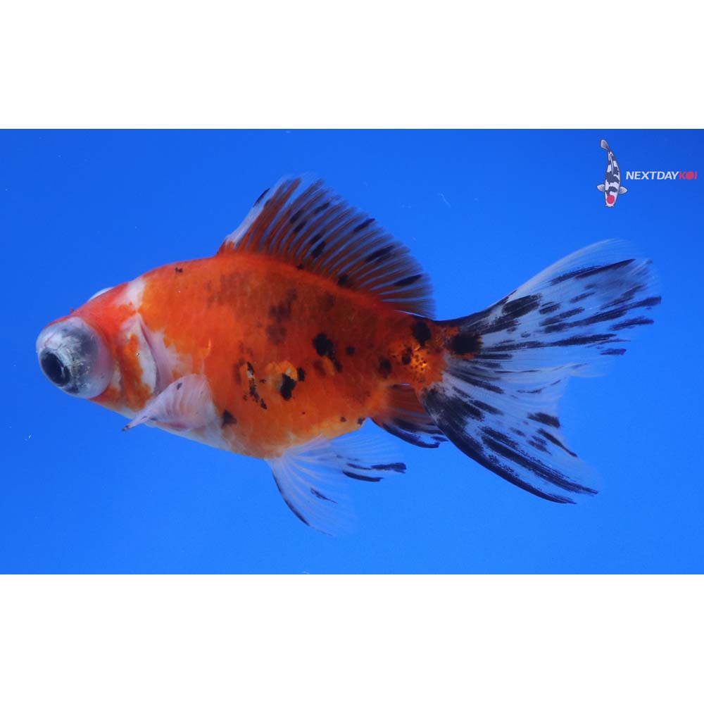 3.5” Imported Calico Telescope Fantail