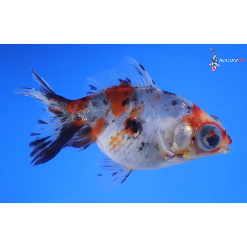4” Imported Calico Telescope Fantail