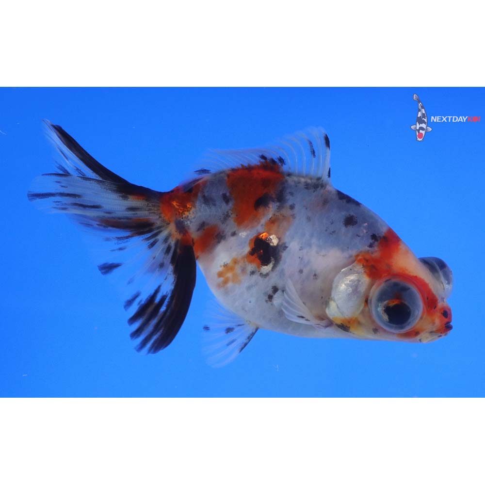 4” Imported Calico Telescope Fantail