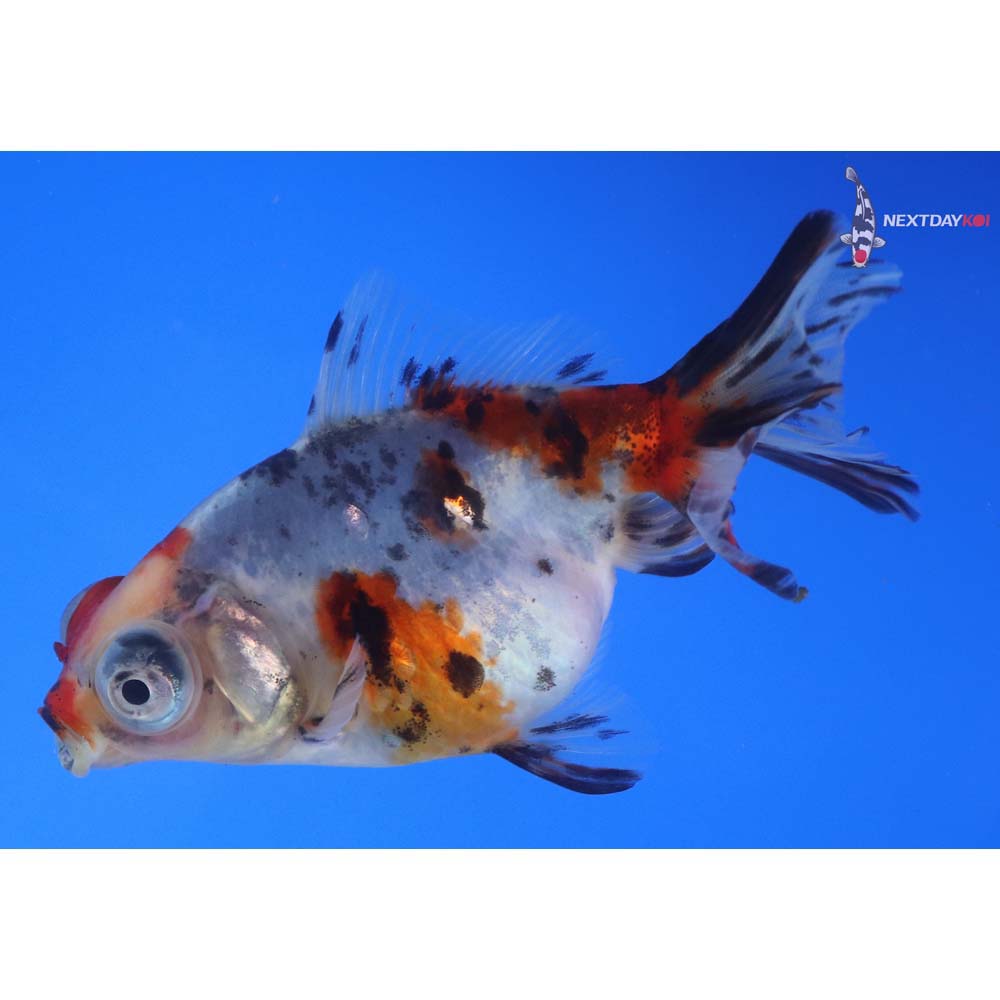4” Imported Calico Telescope Fantail