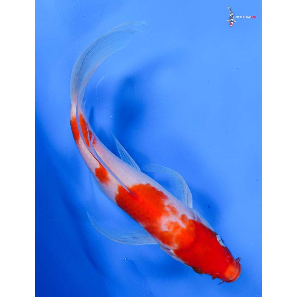 8.5” Imported Kohaku Butterfly Koi