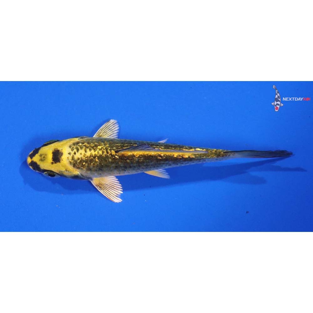 4” Imported Gin Rin Ki Matsuba