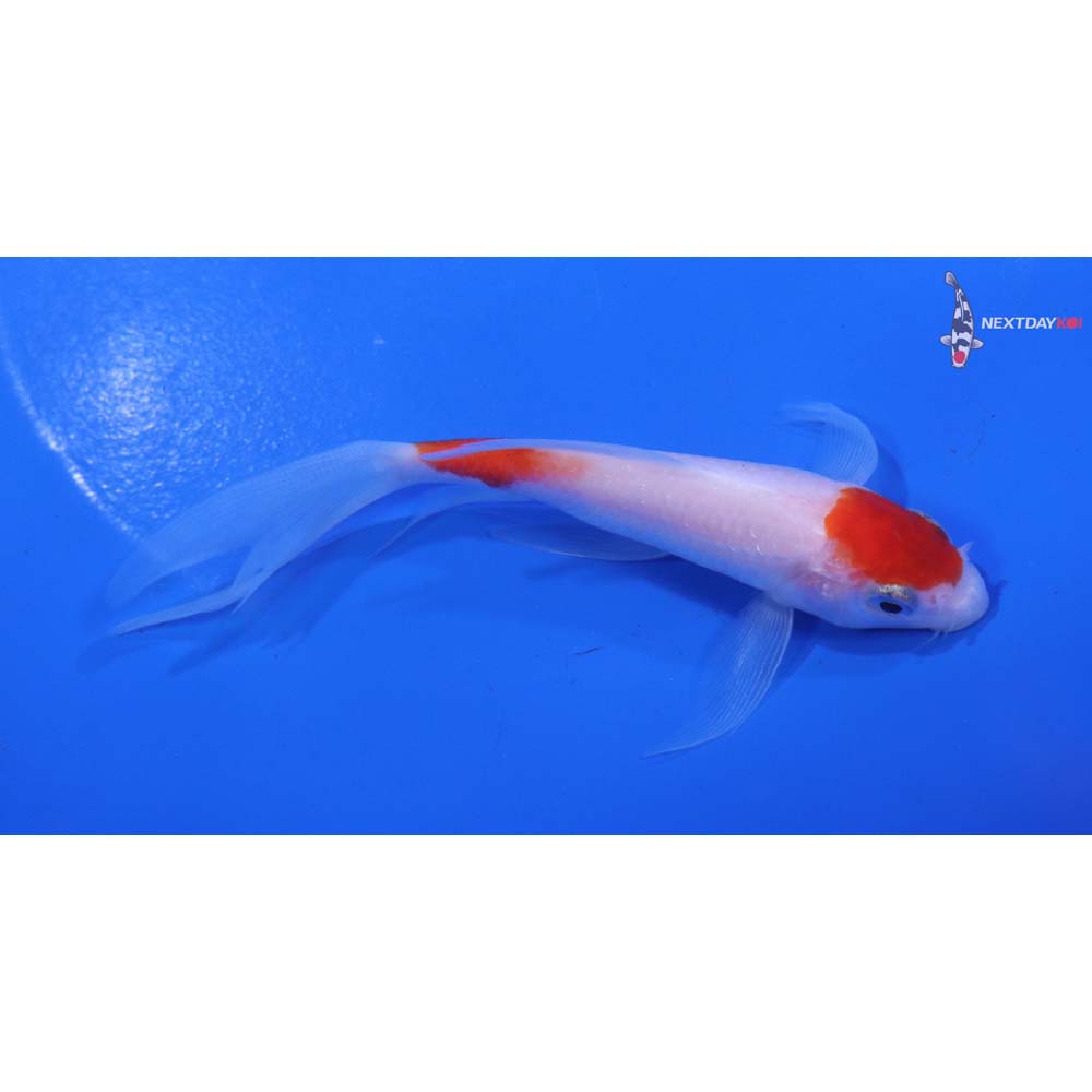 4.5” Imported Kohaku Butterfly Koi