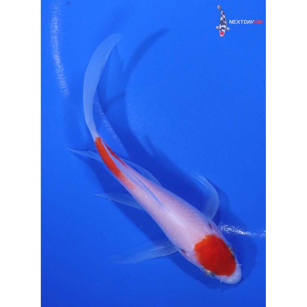 4.5” Imported Kohaku Butterfly Koi
