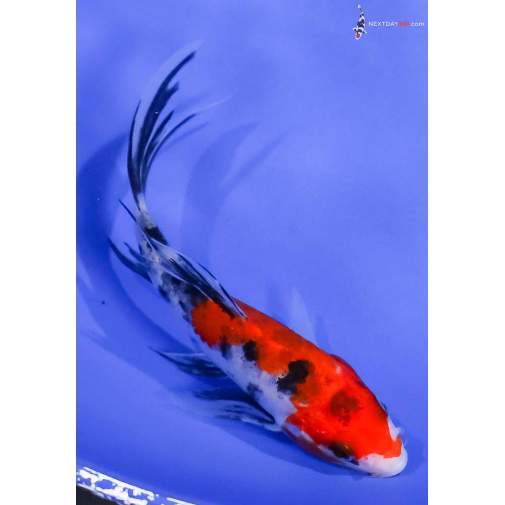 5” Imported Sanke Butterfly Koi