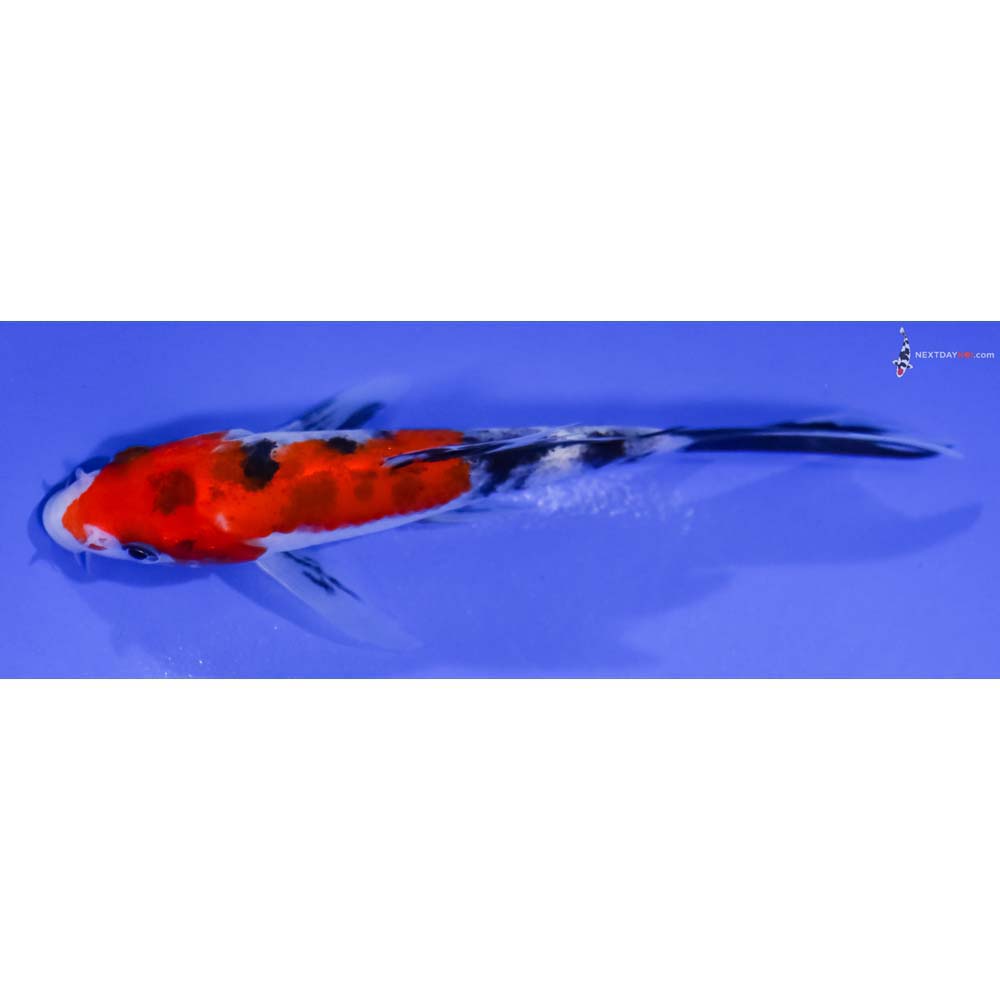 5” Imported Sanke Butterfly Koi