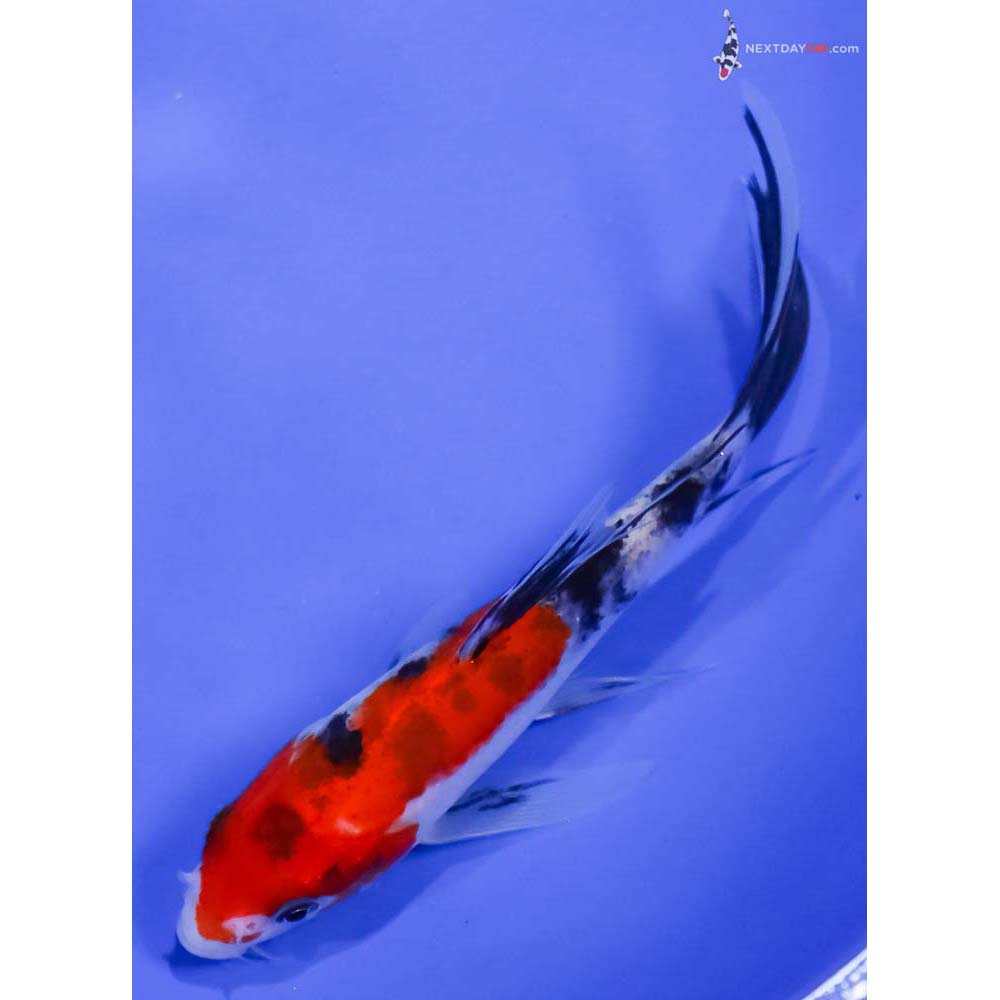 5” Imported Sanke Butterfly Koi