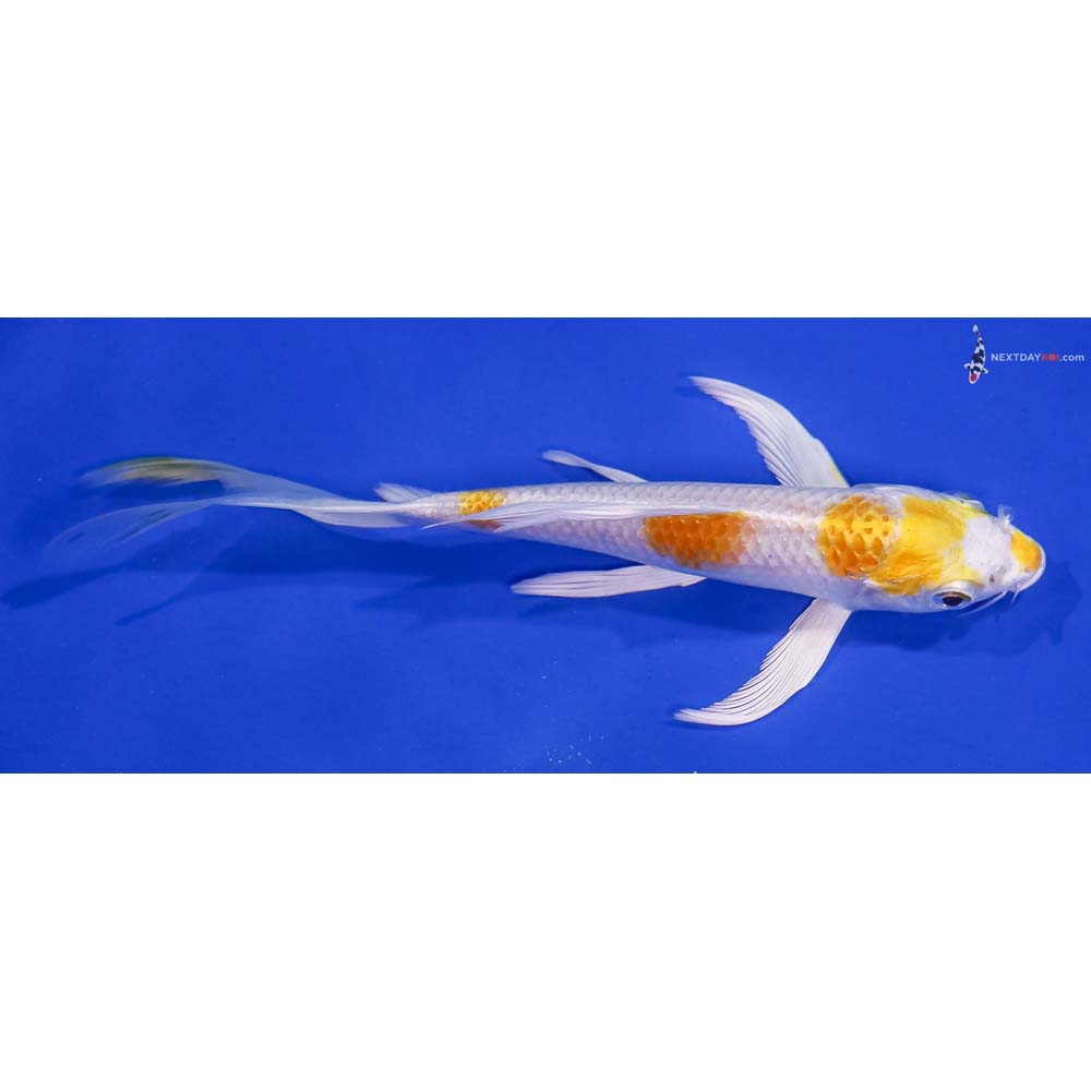 5.5” Imported Lemon Hariwake Butterfly Koi
