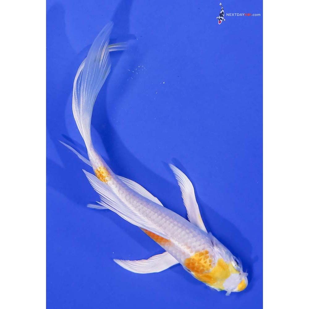 5.5” Imported Lemon Hariwake Butterfly Koi