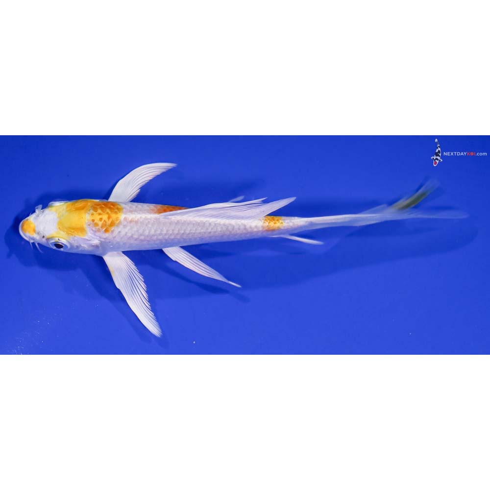 5.5” Imported Lemon Hariwake Butterfly Koi