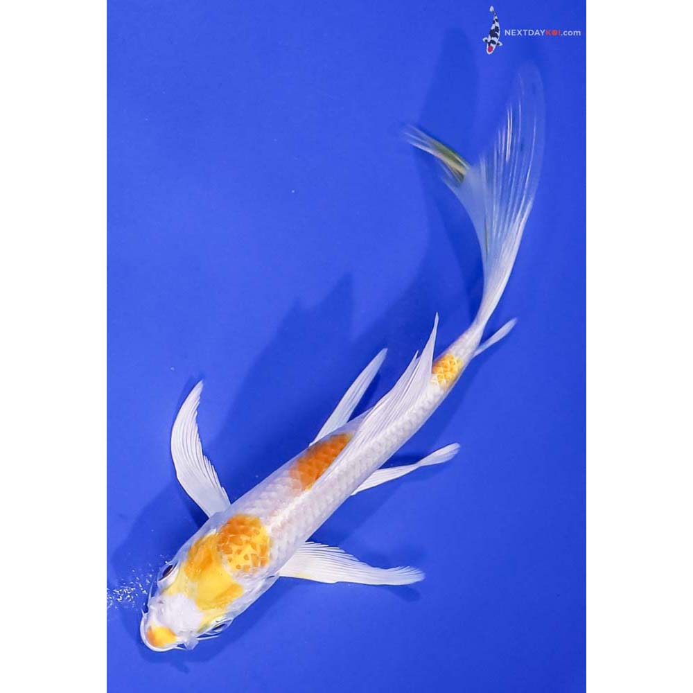 5.5” Imported Lemon Hariwake Butterfly Koi