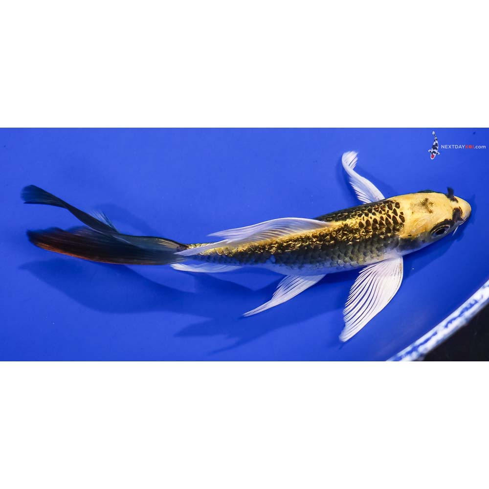 6” Imported Gin Rin Kujaku Butterfly Koi
