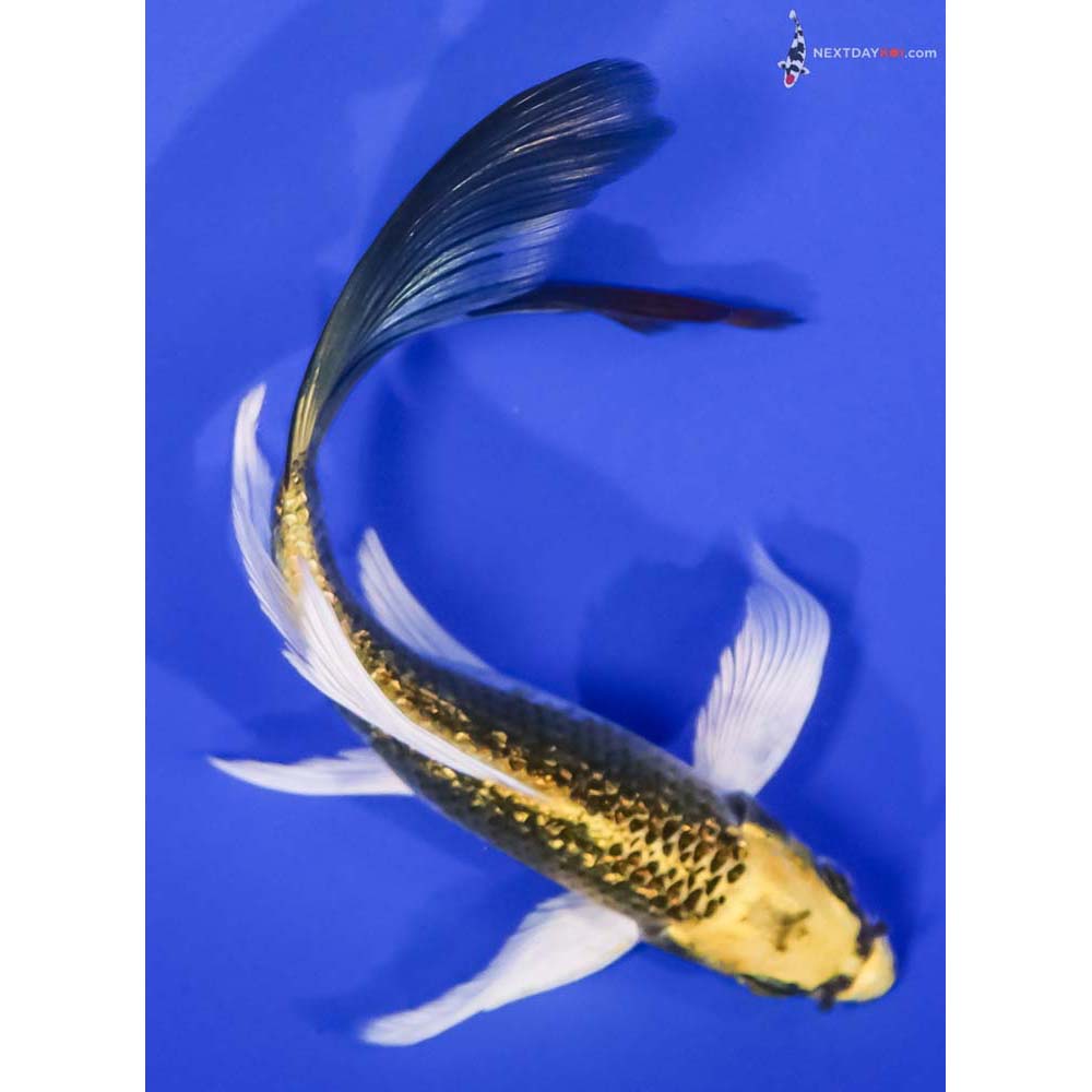 6” Imported Gin Rin Kujaku Butterfly Koi
