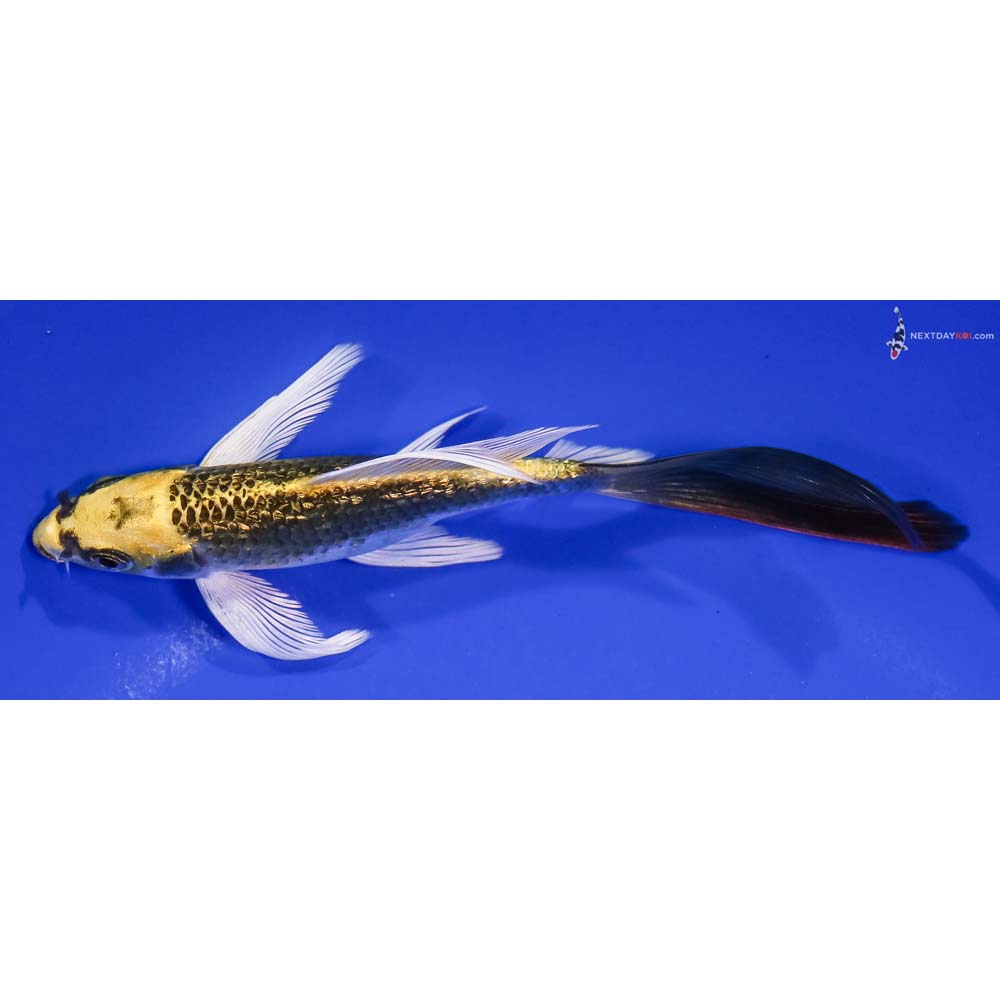 6” Imported Gin Rin Kujaku Butterfly Koi