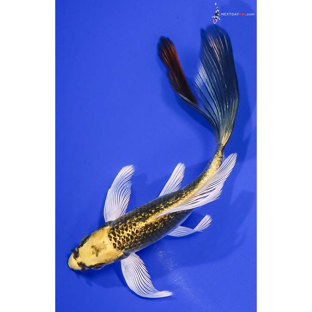 6” Imported Gin Rin Kujaku Butterfly Koi