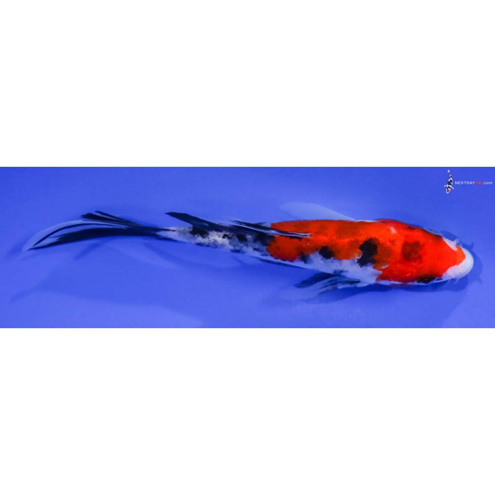 5” Imported Sanke Butterfly Koi