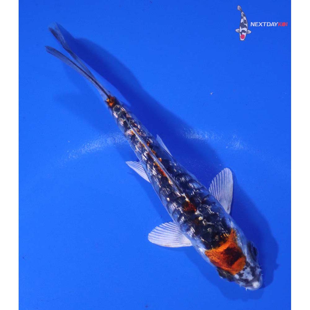 4.5” Imported Gin Rin Armor Scaled Kujaku