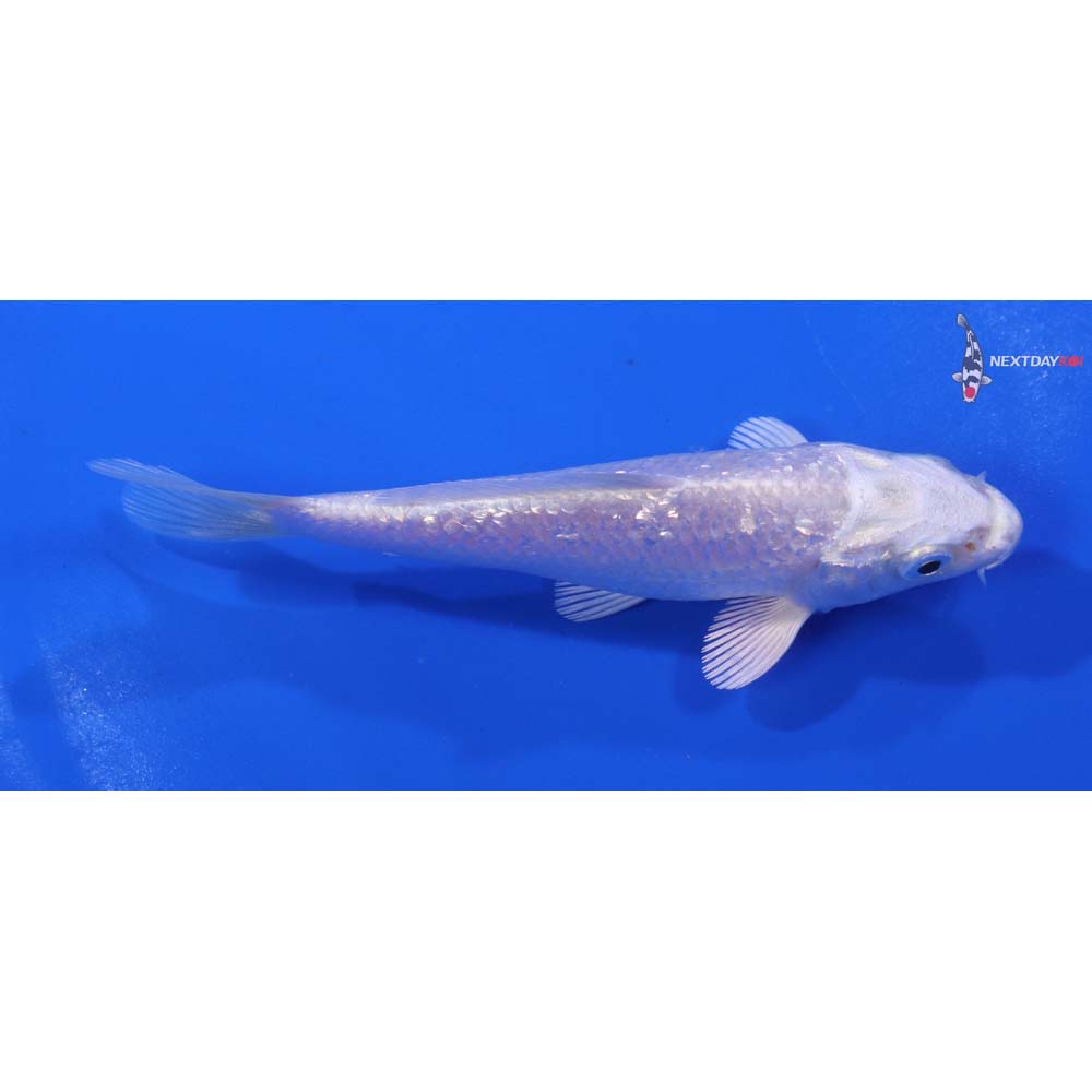 4.5” Imported Gin Rin Platinum Ogon