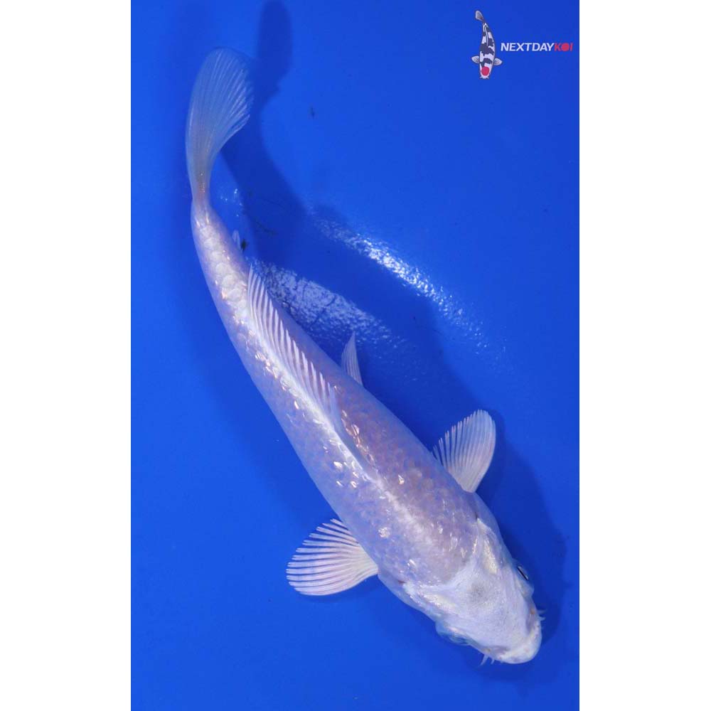 4.5” Imported Gin Rin Platinum Ogon