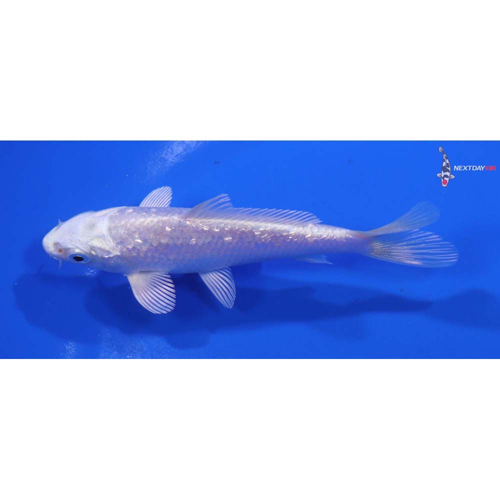 4.5” Imported Gin Rin Platinum Ogon