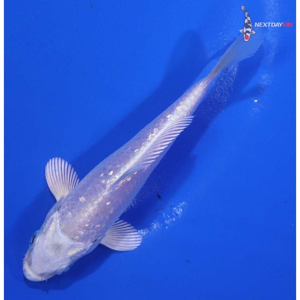 4.5” Imported Gin Rin Platinum Ogon