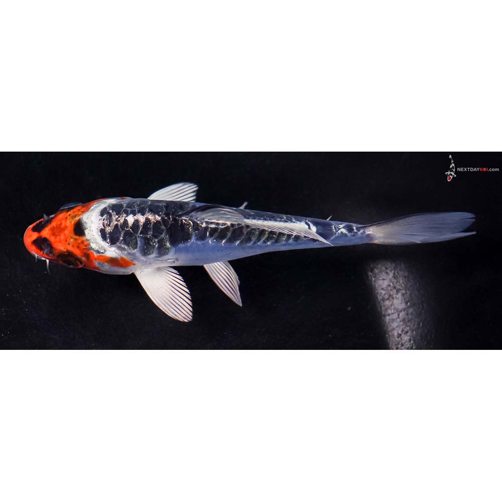 5” Imported Doitsu Blue Kujaku
