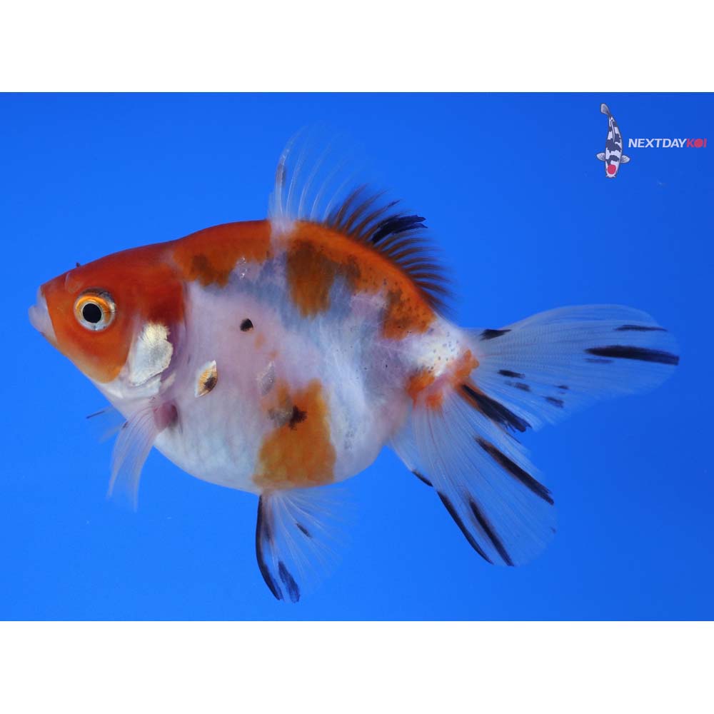 4” Imported Calico Ryukin