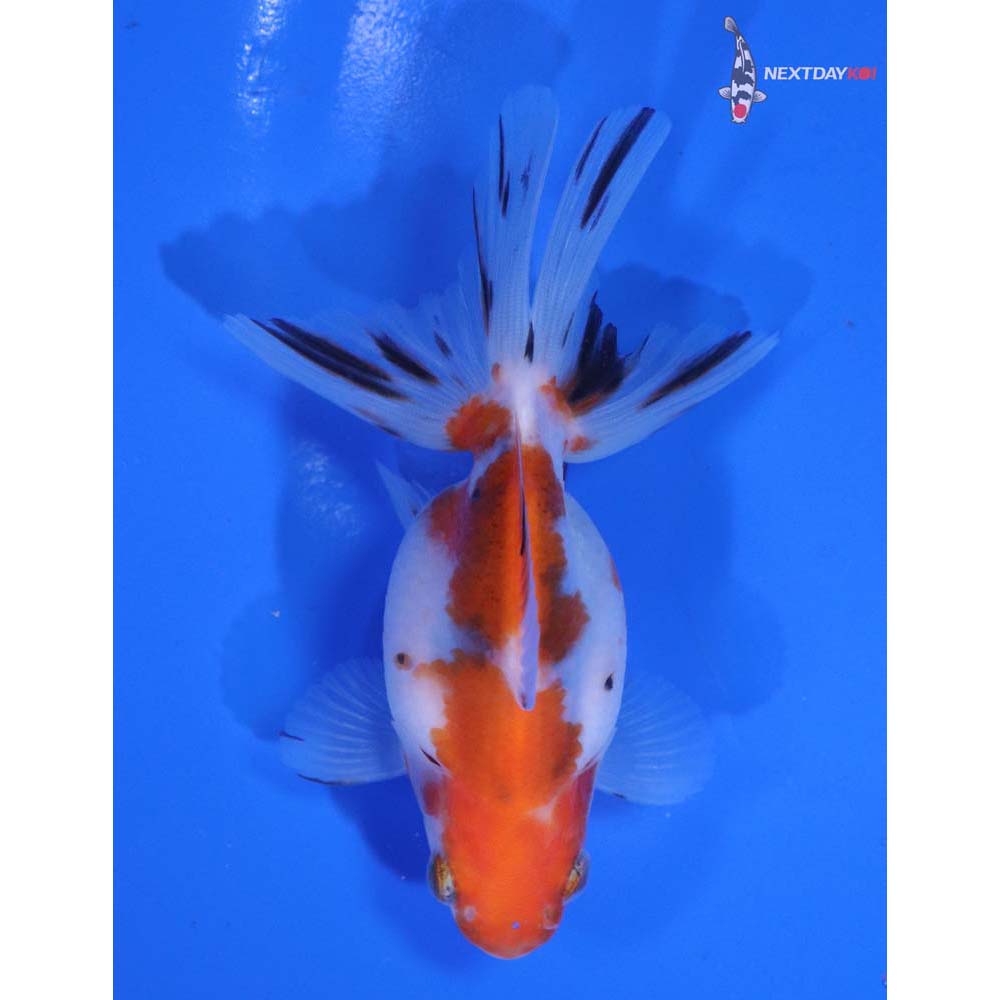 4” Imported Calico Ryukin