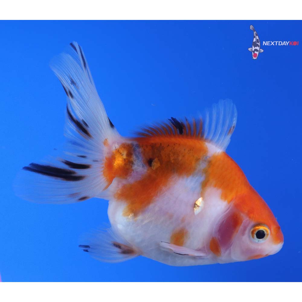 4” Imported Calico Ryukin