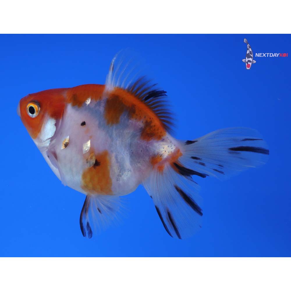 4” Imported Calico Ryukin