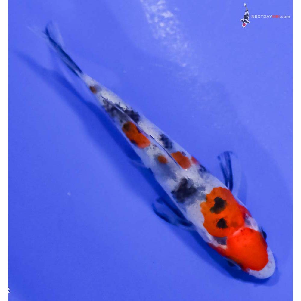 3” Imported Sanke