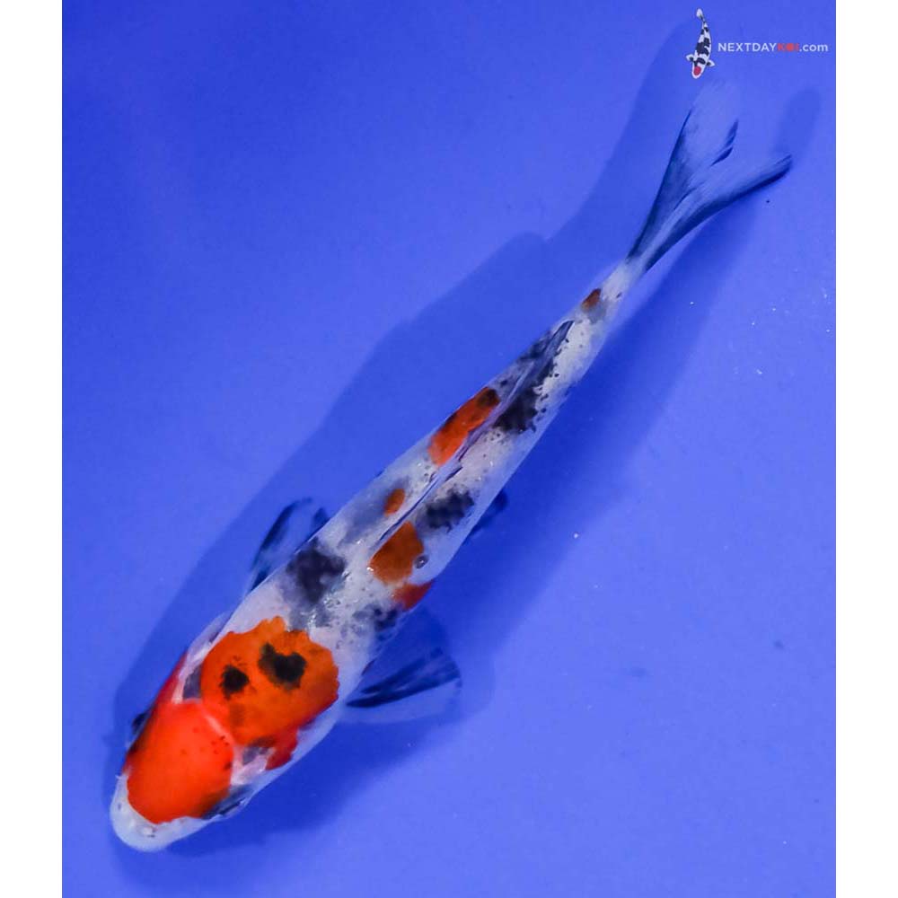 3” Imported Sanke