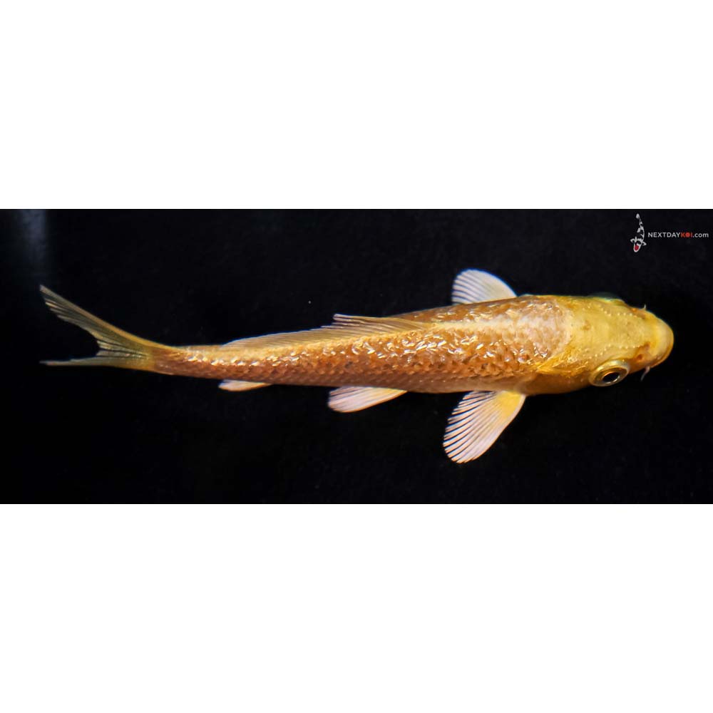 4” Imported Gin Rin Yamabuki Ogon