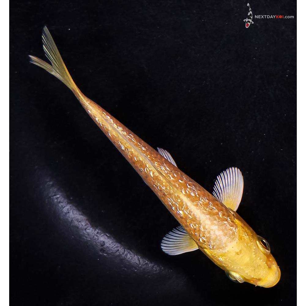 4” Imported Gin Rin Yamabuki Ogon